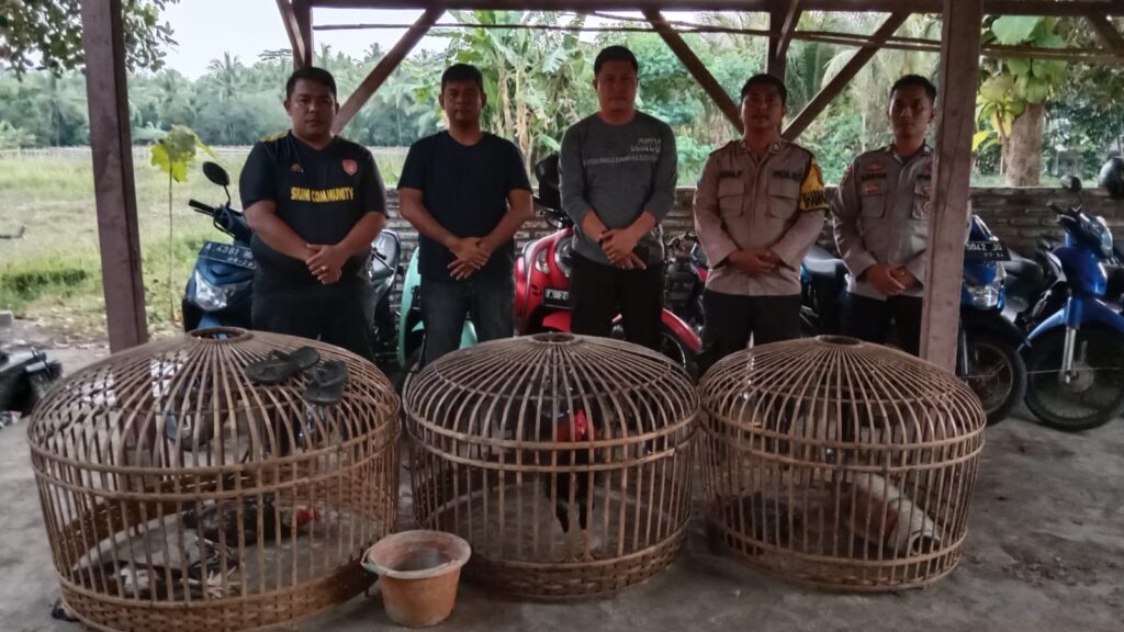 Polsek Cikedal Bubarkan Arena Judi Sabung Ayam, Pelaku Kocar Kacir 4 WhatsApp Image 2023 12 24 at 19.47.58