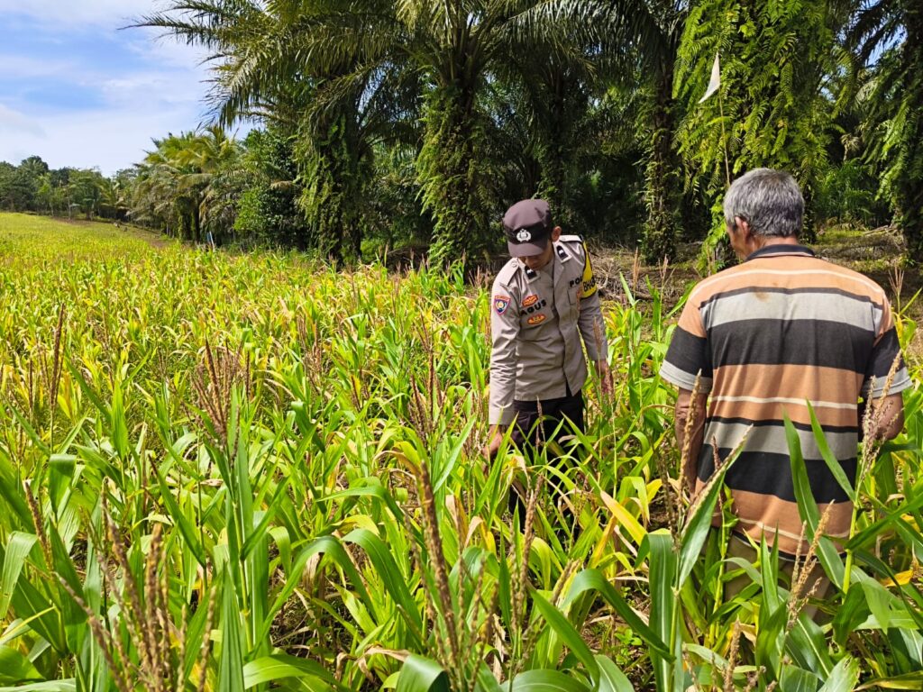 Polsek Cimanggu Turun ke Sawah, Perkuat Swasembada Pangan Lewat Pemeliharaan Jagung PAT 6 WhatsApp Image 2026 02 19 at 12.07.38